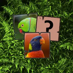 Скачать Parrot Memory [Взлом Много денег] APK на Андроид