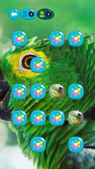 Скачать Parrot Memory [Взлом Много денег] APK на Андроид